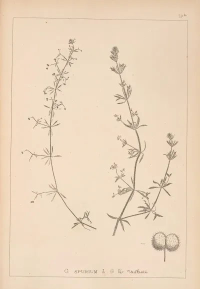 Herbier De La Flore Francaise Pl 0652