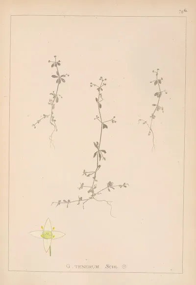 Herbier De La Flore Francaise Pl 0653