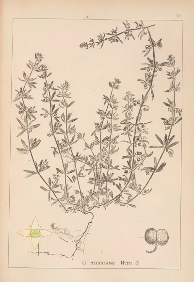 Herbier De La Flore Francaise Pl 0654