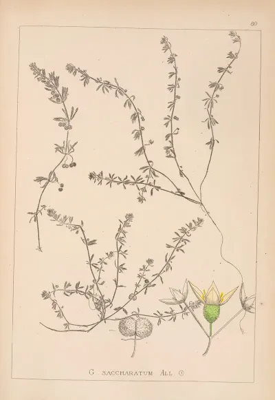 Herbier De La Flore Francaise Pl 0655
