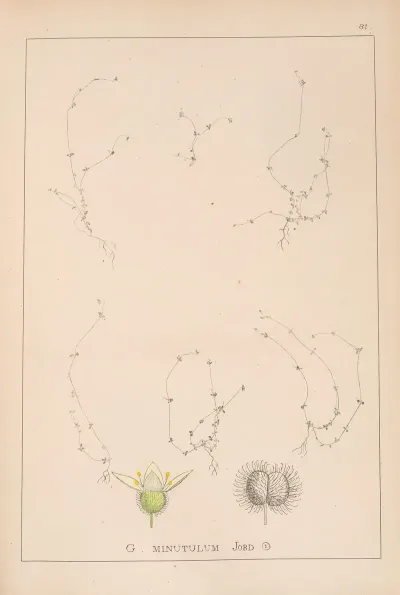 Herbier De La Flore Francaise Pl 0656