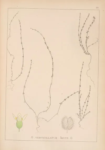 Herbier De La Flore Francaise Pl 0657