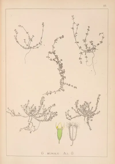 Herbier De La Flore Francaise Pl 0658