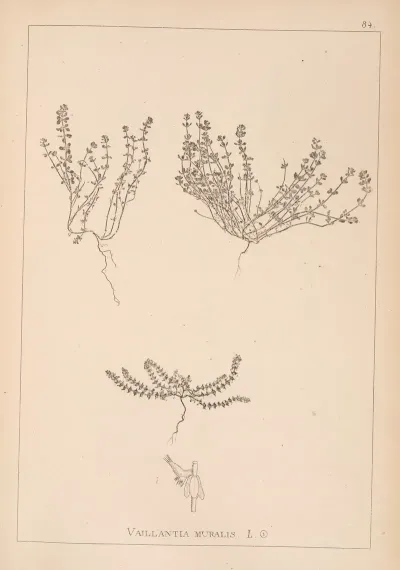 Herbier De La Flore Francaise Pl 0659