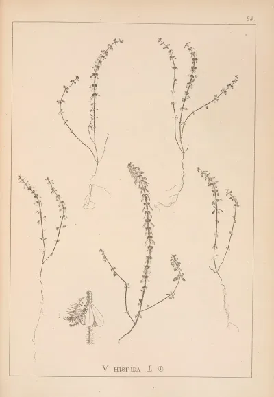 Herbier De La Flore Francaise Pl 0660