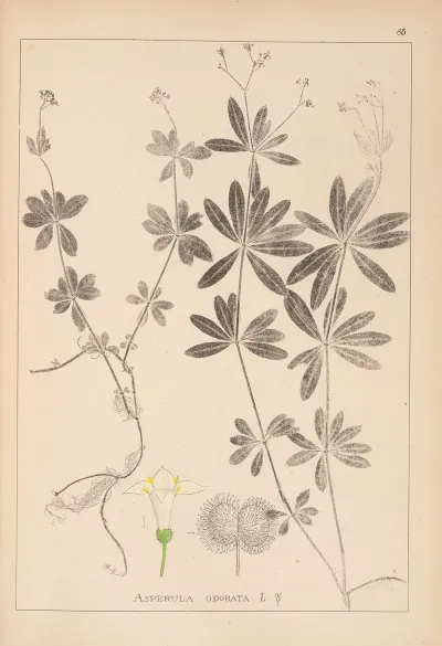 Herbier De La Flore Francaise Pl 0661