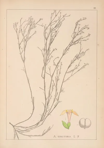 Herbier De La Flore Francaise Pl 0663