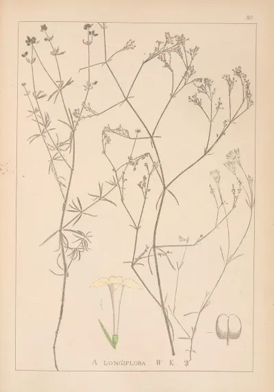 Herbier De La Flore Francaise Pl 0664