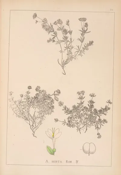 Herbier De La Flore Francaise Pl 0665