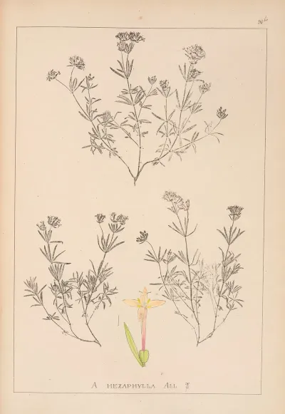 Herbier De La Flore Francaise Pl 0666