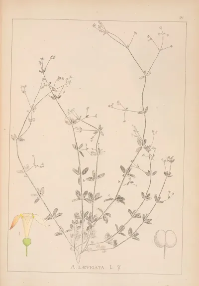 Herbier De La Flore Francaise Pl 0667