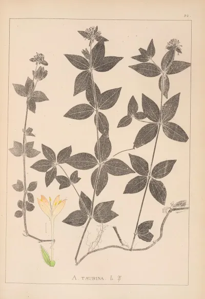 Herbier De La Flore Francaise Pl 0668
