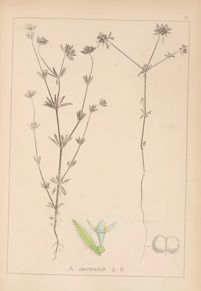 Herbier De La Flore Francaise Pl 0669