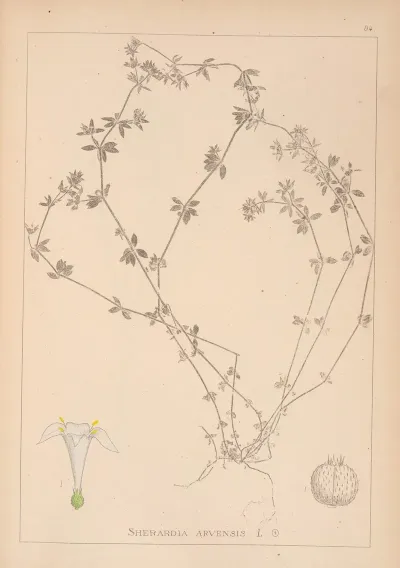 Herbier De La Flore Francaise Pl 0670
