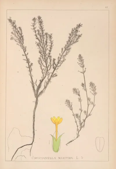 Herbier De La Flore Francaise Pl 0671