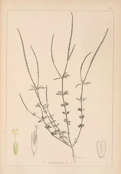 Herbier De La Flore Francaise Pl 0672