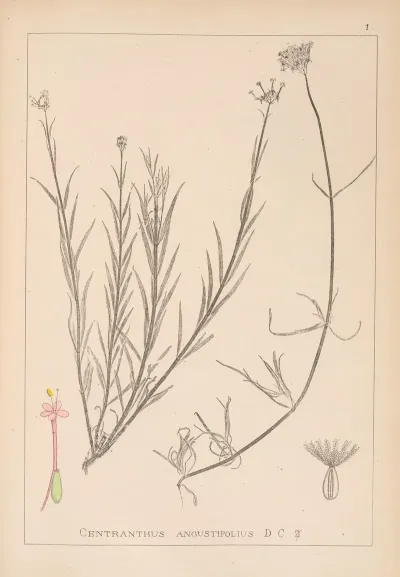 Herbier De La Flore Francaise Pl 0674