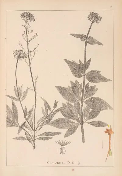 Herbier De La Flore Francaise Pl 0675