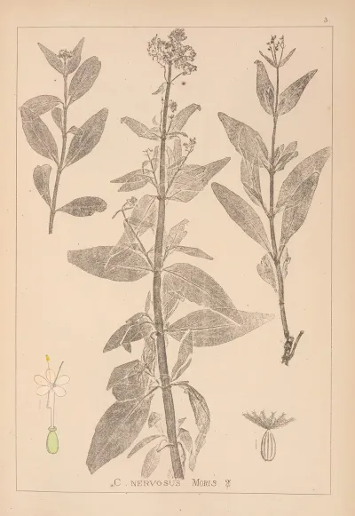 Herbier De La Flore Francaise Pl 0676