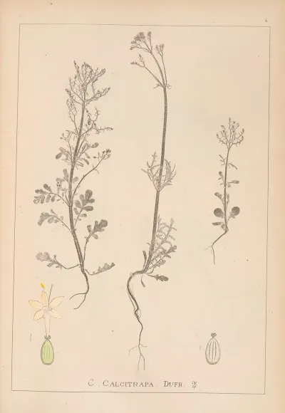 Herbier De La Flore Francaise Pl 0677