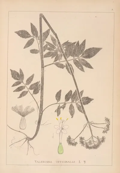 Herbier De La Flore Francaise Pl 0678