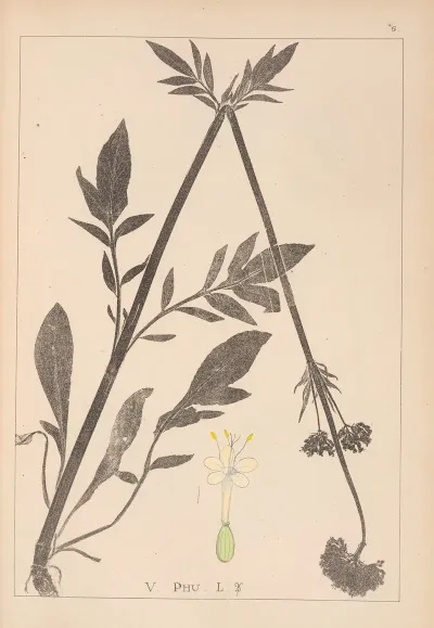 Herbier De La Flore Francaise Pl 0679