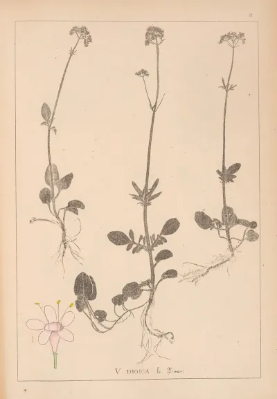 Herbier De La Flore Francaise Pl 0681