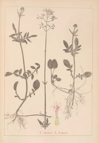 Herbier De La Flore Francaise Pl 0682