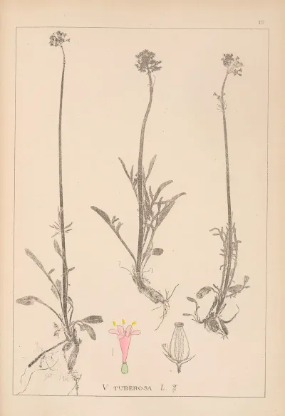 Herbier De La Flore Francaise Pl 0683