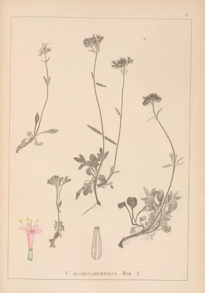 Herbier De La Flore Francaise Pl 0684