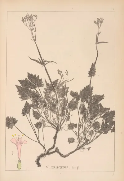 Herbier De La Flore Francaise Pl 0685