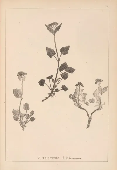 Herbier De La Flore Francaise Pl 0686