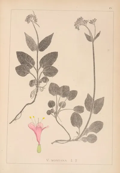 Herbier De La Flore Francaise Pl 0687