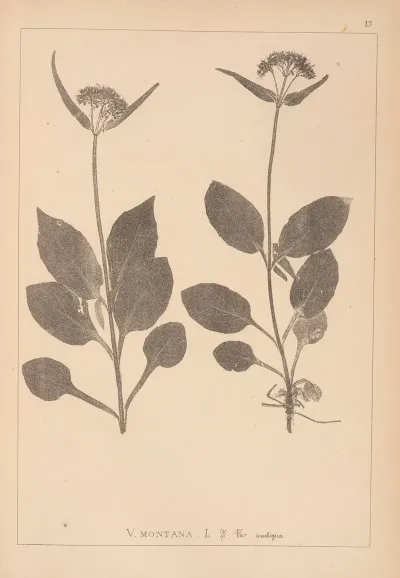 Herbier De La Flore Francaise Pl 0688
