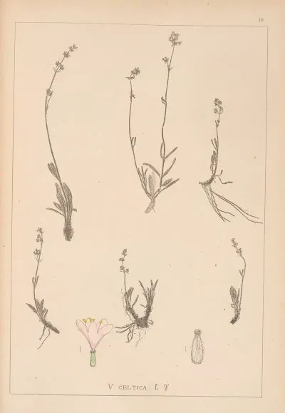 Herbier De La Flore Francaise Pl 0689