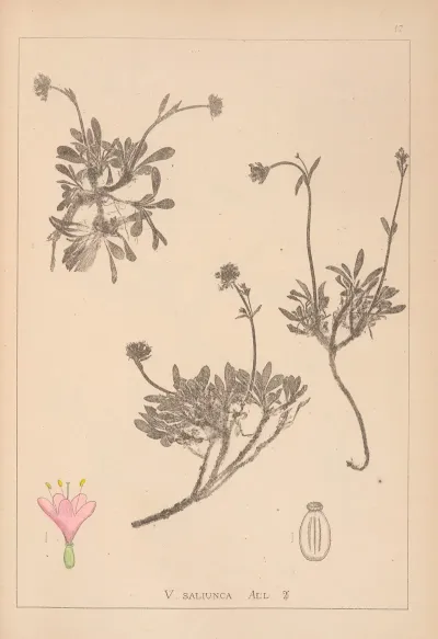 Herbier De La Flore Francaise Pl 0690