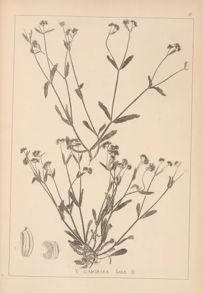 Herbier De La Flore Francaise Pl 0693