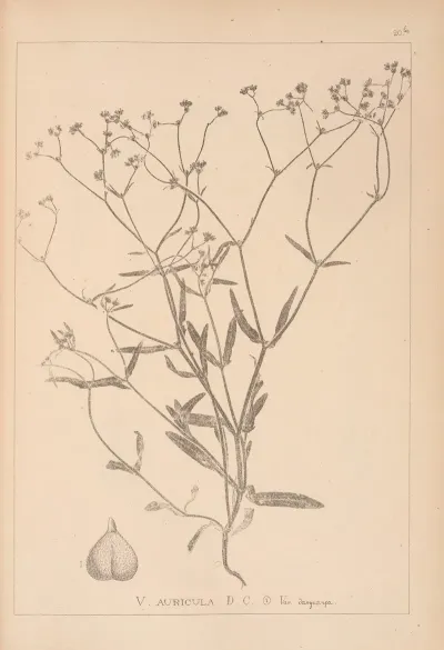 Herbier De La Flore Francaise Pl 0695