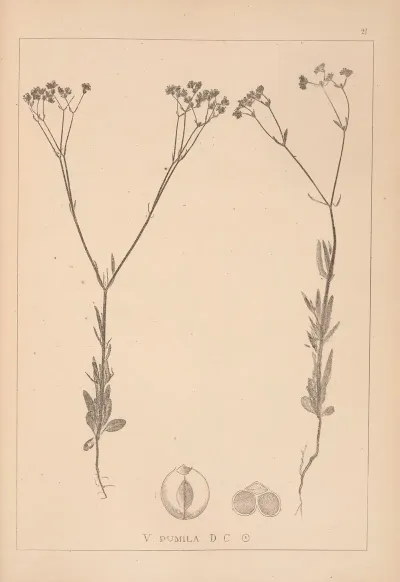 Herbier De La Flore Francaise Pl 0696