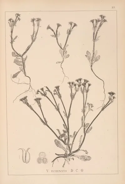 Herbier De La Flore Francaise Pl 0697