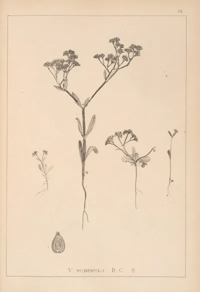 Herbier De La Flore Francaise Pl 0698