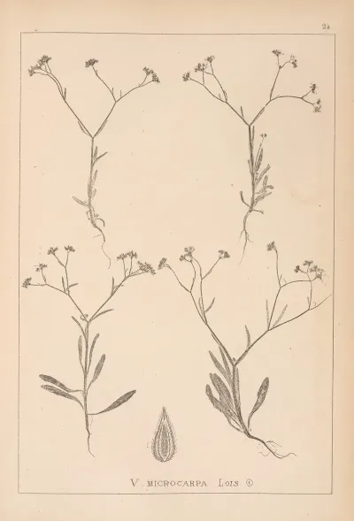 Herbier De La Flore Francaise Pl 0699
