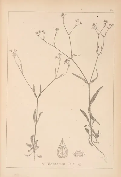 Herbier De La Flore Francaise Pl 0700