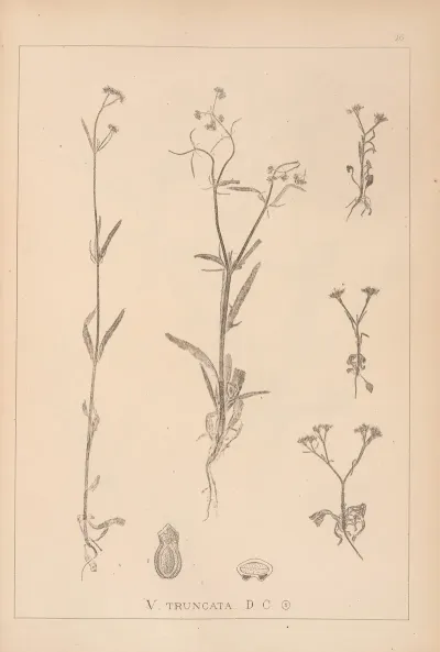 Herbier De La Flore Francaise Pl 0702