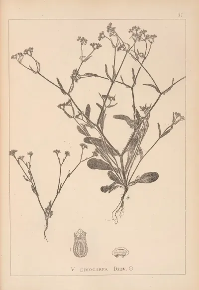 Herbier De La Flore Francaise Pl 0703