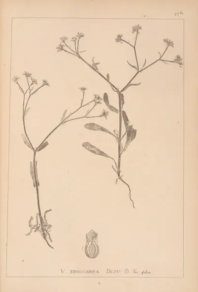 Herbier De La Flore Francaise Pl 0704