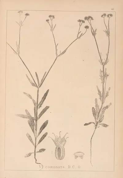 Herbier De La Flore Francaise Pl 0705
