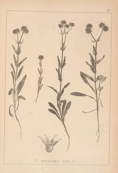 Herbier De La Flore Francaise Pl 0706