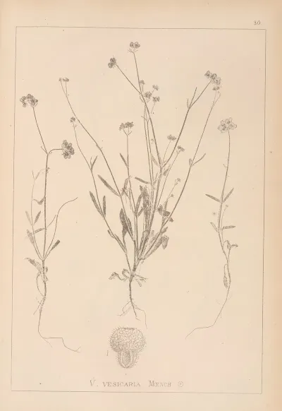 Herbier De La Flore Francaise Pl 0707