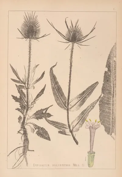 Herbier De La Flore Francaise Pl 0709